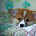 Reddybook: Revolutionizing Digital Publishing and the Role of Laser247 in Modern Content Creation