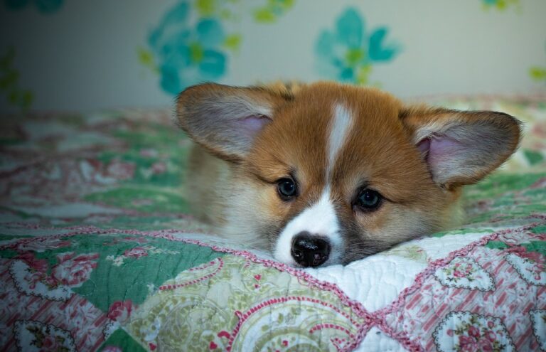 Reddybook: Revolutionizing Digital Publishing and the Role of Laser247 in Modern Content Creation